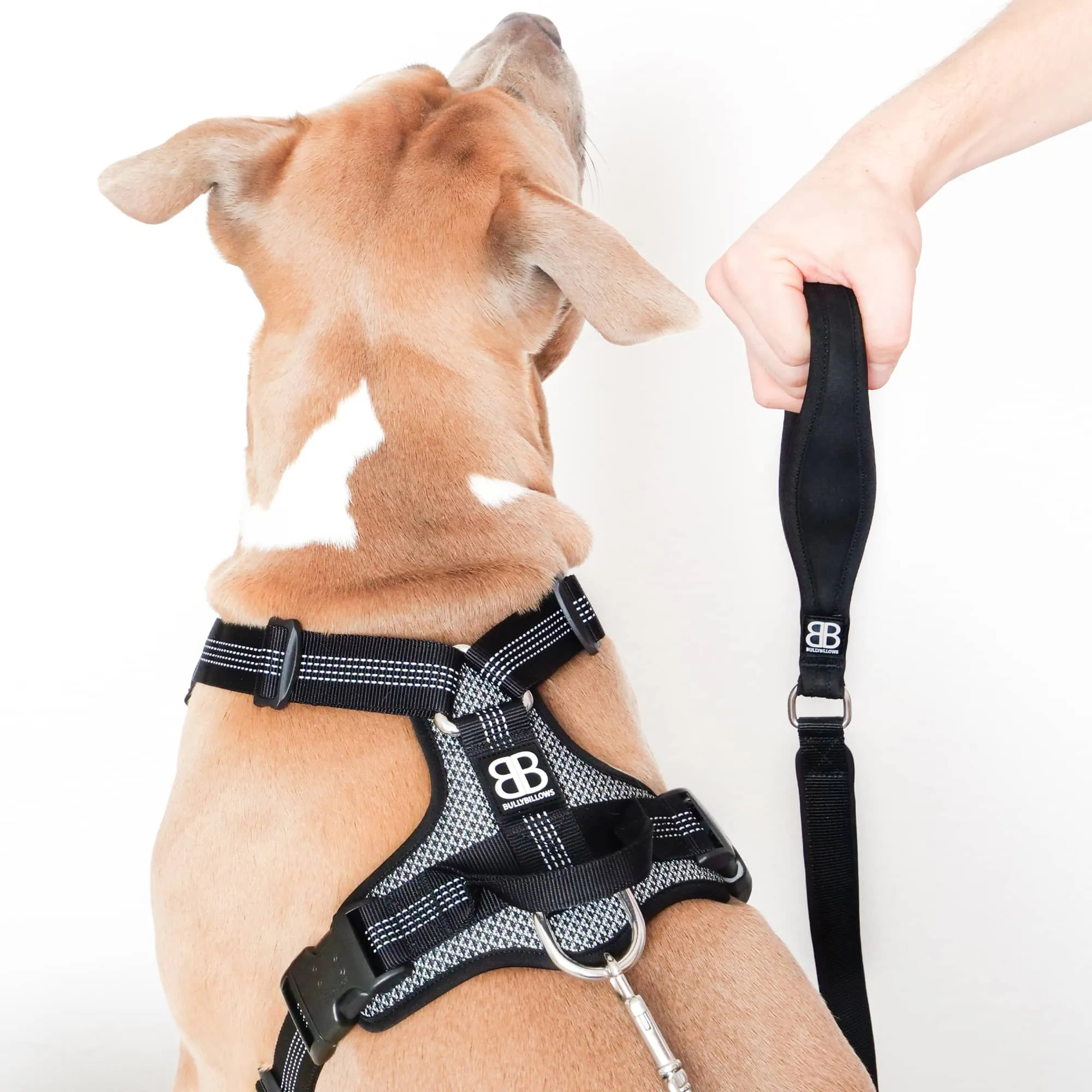 Active Harness | With Handle & Reflective - Black