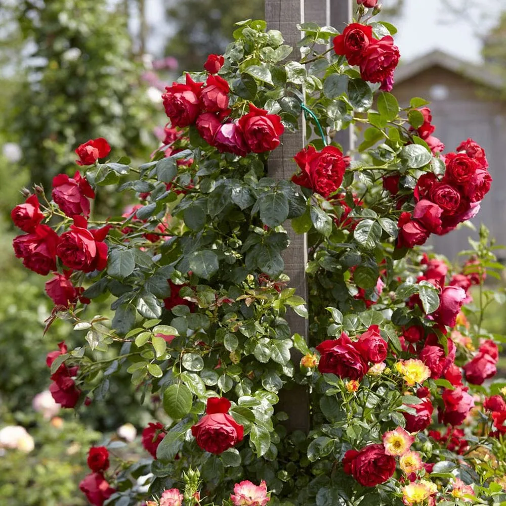 'Florentina' Climbing Rose