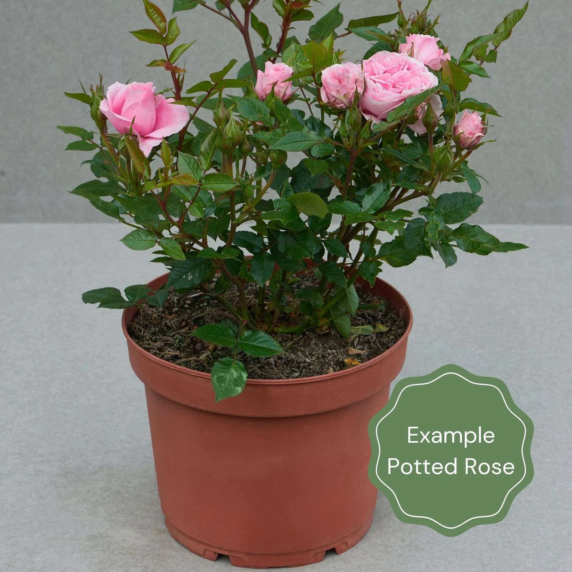 'Florentina' Climbing Rose