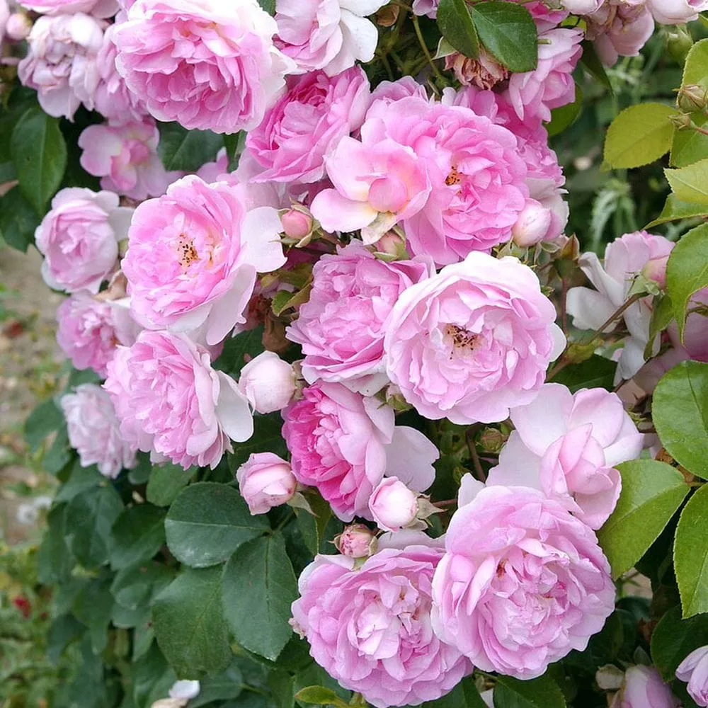 'Jasmina' Climbing Rose