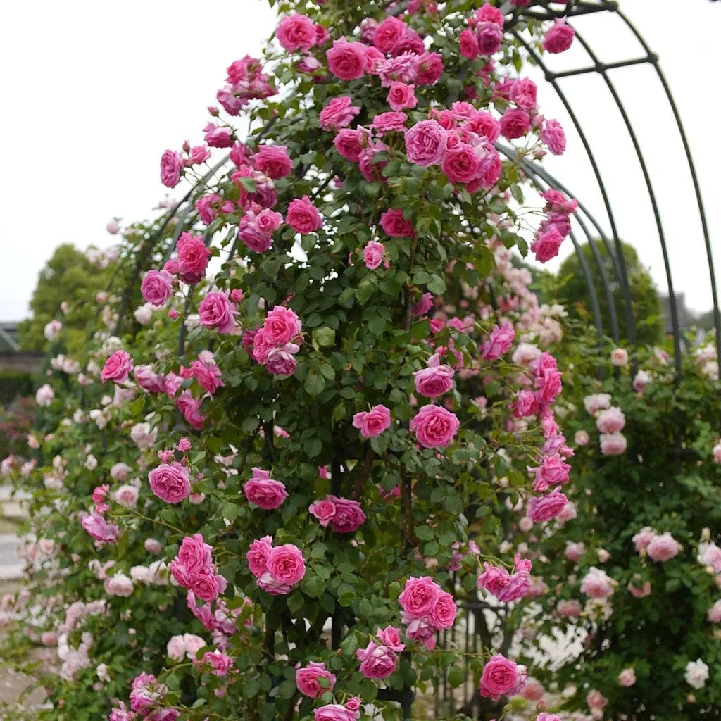 'Parade' Climbing Rose