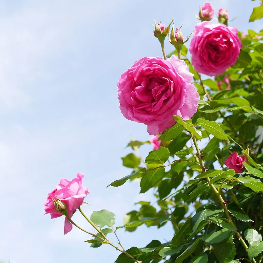 'Parade' Climbing Rose