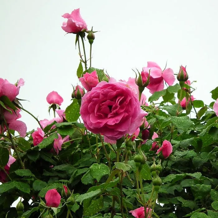 'Parade' Climbing Rose