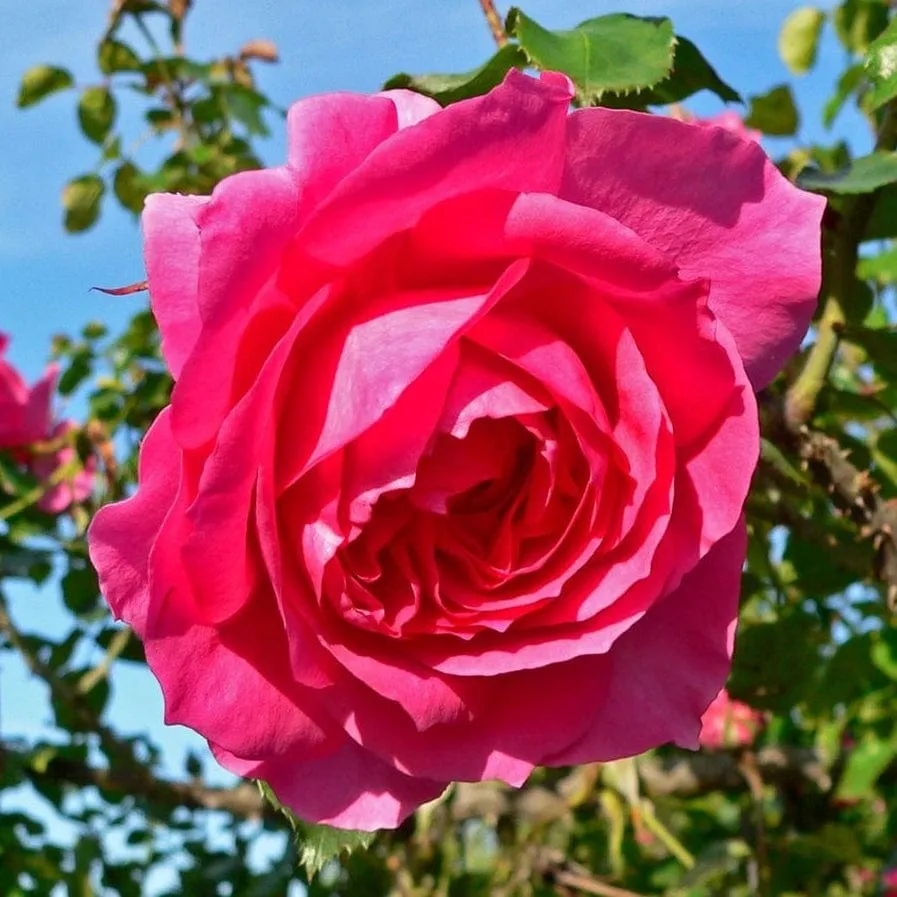 'Parade' Climbing Rose