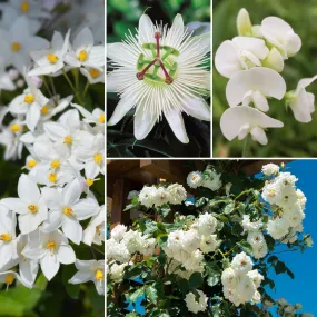 White Garden Climbing Plants Collection